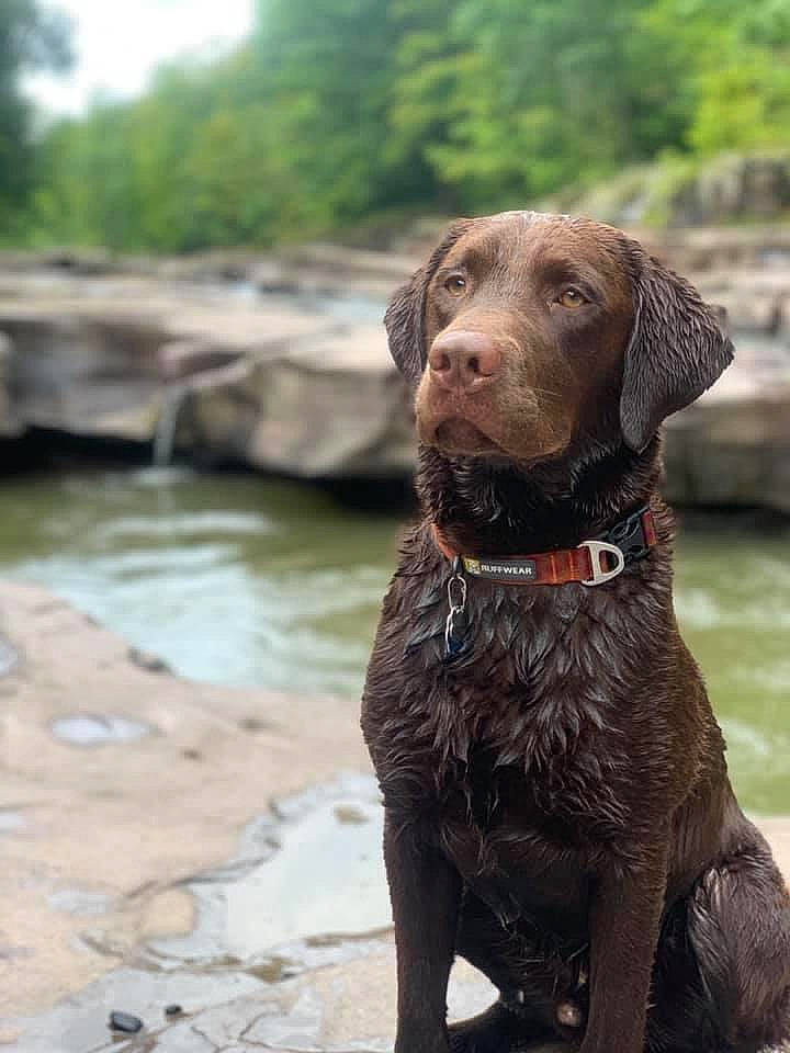 Chunker is registered to the contest to win money with this photo: canidae, carnivore, chesapeake_bay_retriever, dog, dog_breed, dog_collar, flat_coated_retriever, gun_dog, hunting_dog, labrador_retriever, liver, mammal, pointing_breed, pudelpointer, retriever, snout, sporting_group, vertebrate