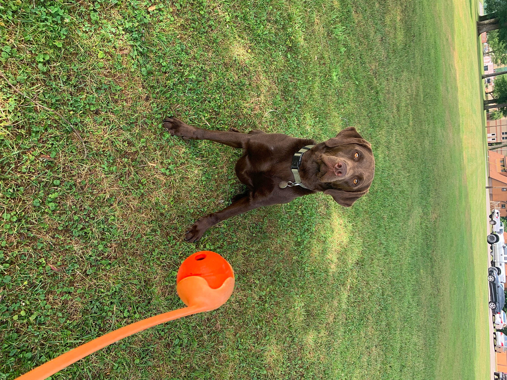 Chunker joined the competition — help win amazing prizes! canidae, carnivore, dog, dog_breed, dog_toy, fawn, labrador_retriever, liver, pointing_breed, puppy, sporting_group, tail