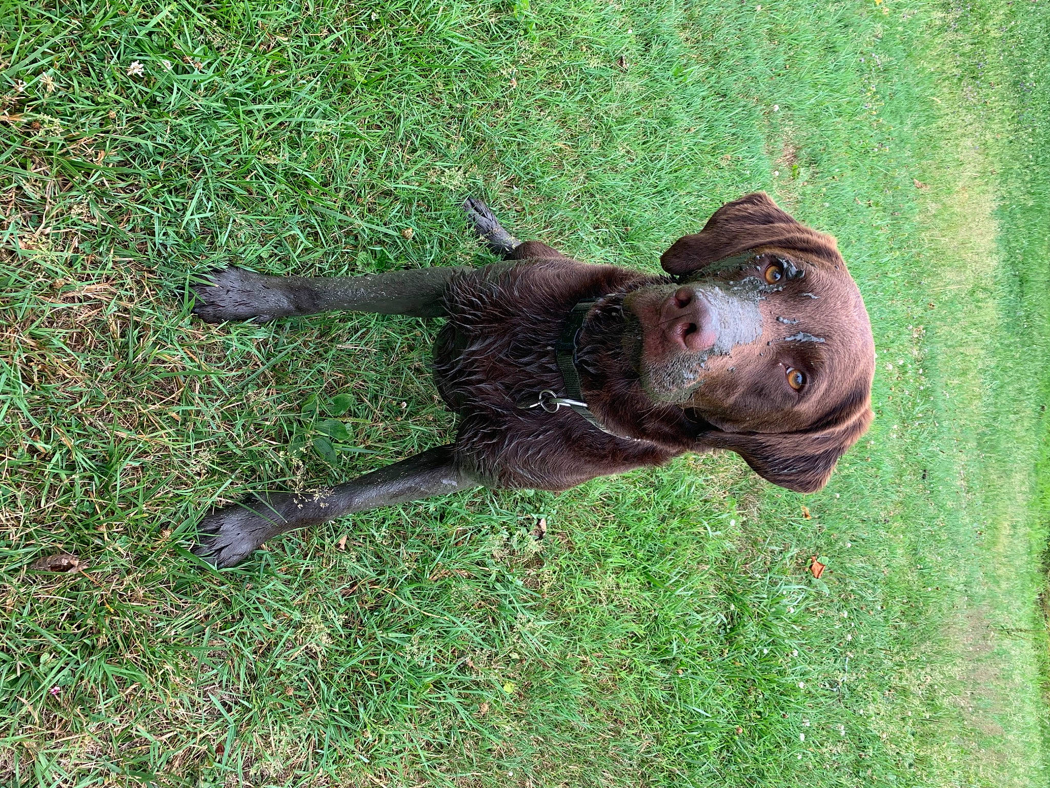 Chunker joined the competition — help win amazing prizes! boykin_spaniel, canidae, carnivore, dog, dog_breed, german_shorthaired_pointer, grass, hunting_dog, labrador_retriever, liver, mammal, pointer, pointing_breed, retriever, sporting_group