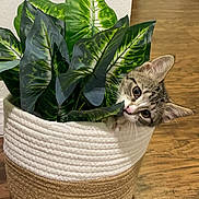 Ori Kaia is registered to the contest to win money with this photo: basket, cat, closeup, cozy, curious, cute, domestic, feline, green_leaves, hiding, home, indoor, kitten, natural_light, pet, plant, playful, texture, wood_floor, young_cat