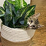 basket, cat, closeup, cozy, curious, cute, domestic, feline, green_leaves, hiding, home, indoor, kitten, natural_light, pet, plant, playful, texture, wood_floor, young_cat