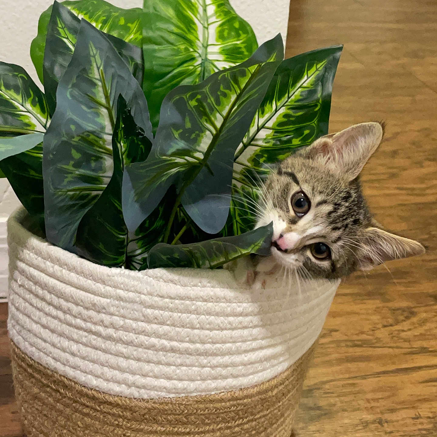 Ori Kaia is registered to the contest to win money with this photo: basket, cat, closeup, cozy, curious, cute, domestic, feline, green_leaves, hiding, home, indoor, kitten, natural_light, pet, plant, playful, texture, wood_floor, young_cat