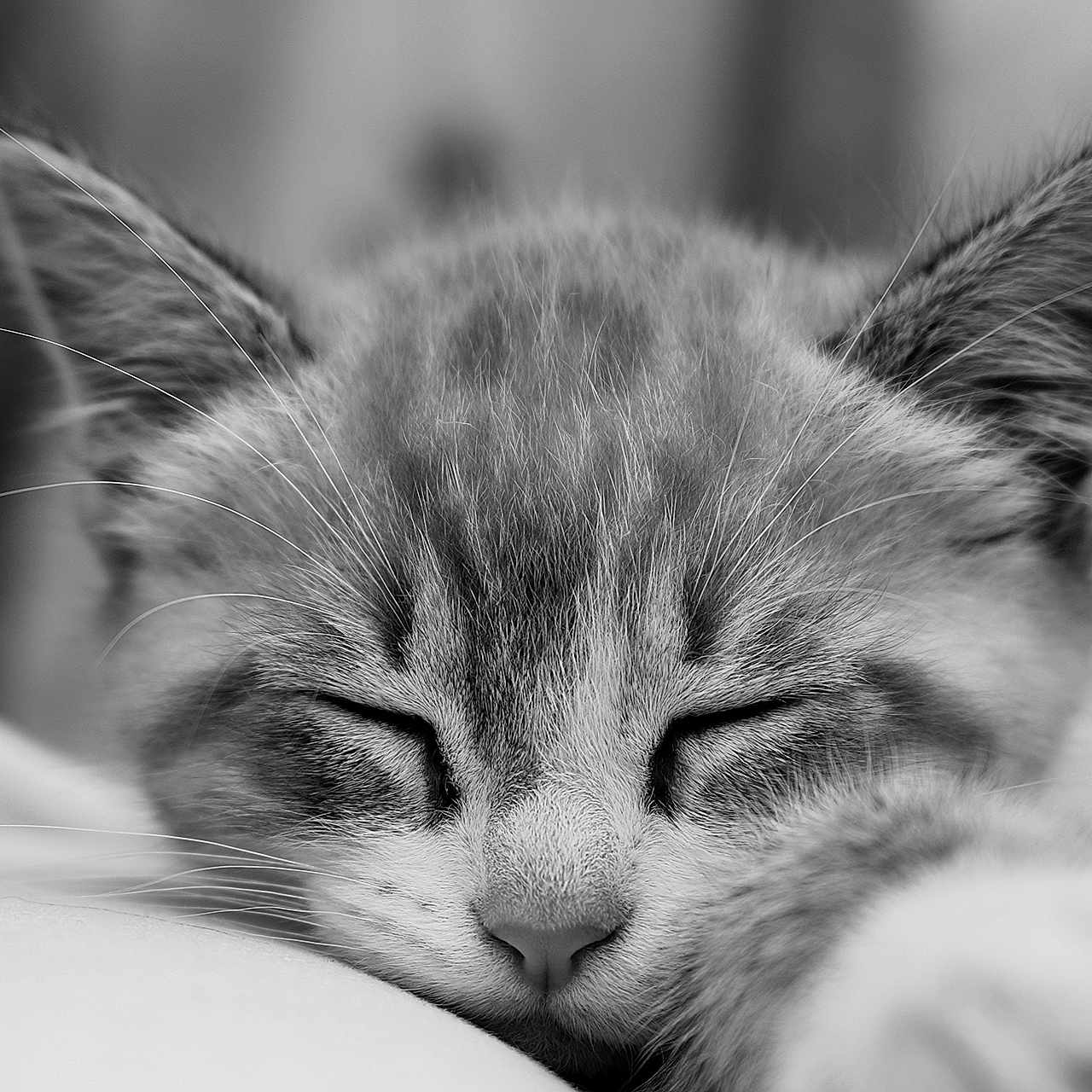 Loulou participe au concours pour gagner de l'argent avec cette photo : animal, black_and_white, cat, close_up, cute, ears, feline, fur, indoors, kitten, nose, peaceful, pet, portrait, relaxed, resting, sleeping, soft_focus, whiskers, young