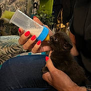 Izys participe au concours pour gagner de l'argent avec cette photo : animal, baby_bottle, black_cat, caring, cozy, cute, feeding, furniture, hand, home, indoor, jeans, kitten, leaf_pattern, nurturing, person, pet, red_nail_polish, small, sofa
