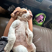 Saige is registered to the contest to win money with this photo: bag, car_interior, casual, closeup, cozy, cup, dog, floppy_ears, footwear, fur, indoor, lap, legs, pet, puppy, relaxed, resting, seat, sleeping, transportation