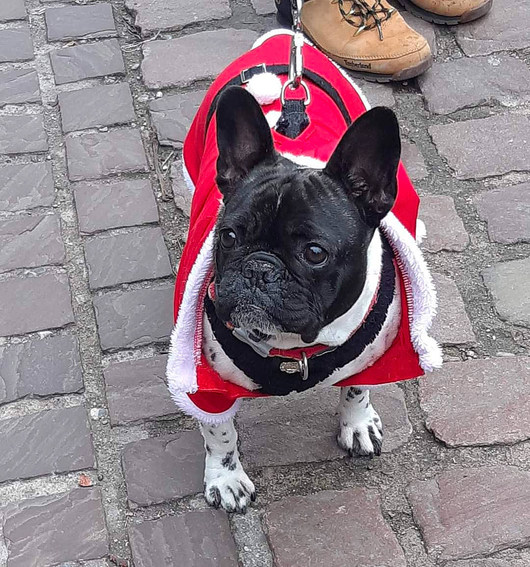 Kenzo a rejoint le concours — aidez-le/la à gagner de superbes lots ! carmine, carnivore, collar, companion_dog, dog, dog_breed, dog_collar, dog_supply, fashion_accessory, fawn, floor, flooring, human_leg, leash, pattern, road_surface, sidewalk, snout, toy_dog, working_animal