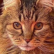 Henry joined the competition — help win amazing prizes! animal, cat, close_up, cute, domestic, ears, eyes, face, feline, fluffy, focused, fur, indoor, mammal, pet, portrait, soft_texture, tabby, warm_light, whiskers