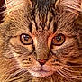 animal, cat, close_up, cute, domestic, ears, eyes, face, feline, fluffy, focused, fur, indoor, mammal, pet, portrait, soft_texture, tabby, warm_light, whiskers