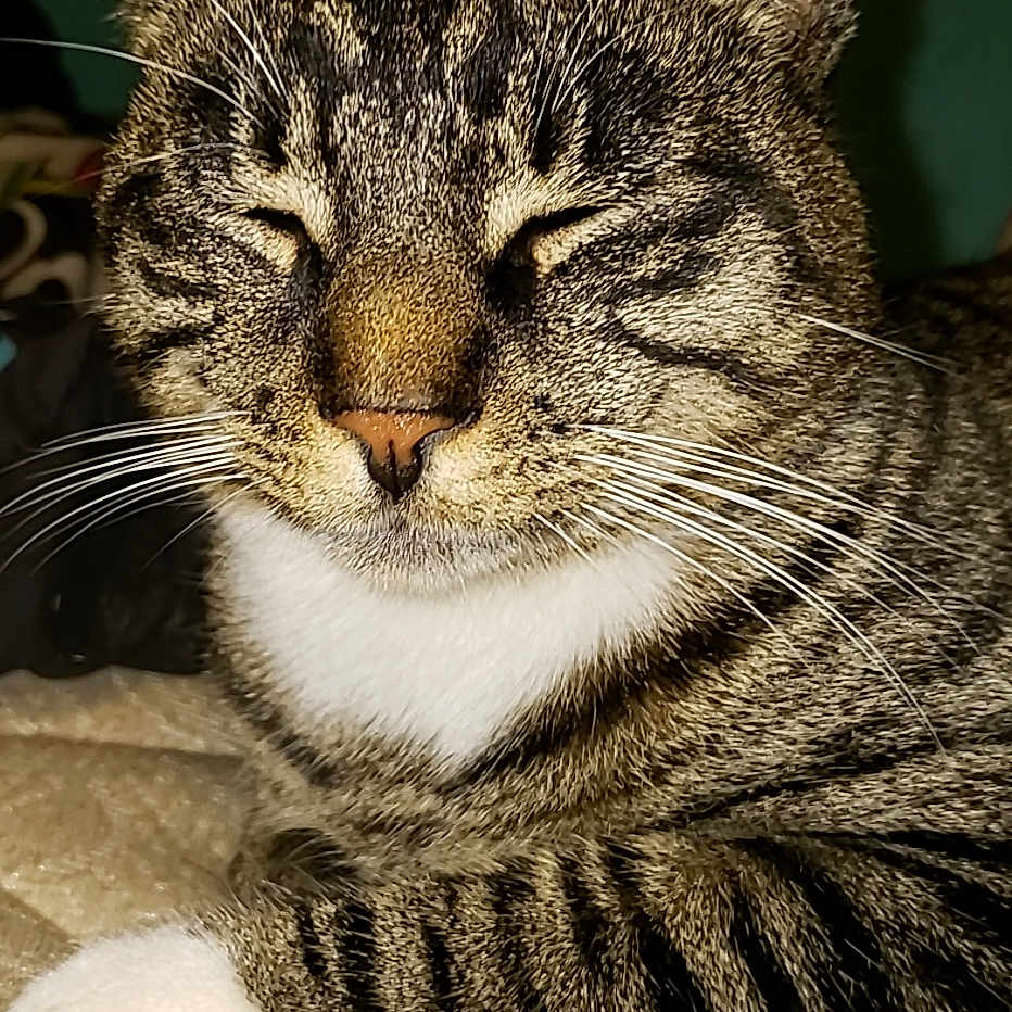 Spaz