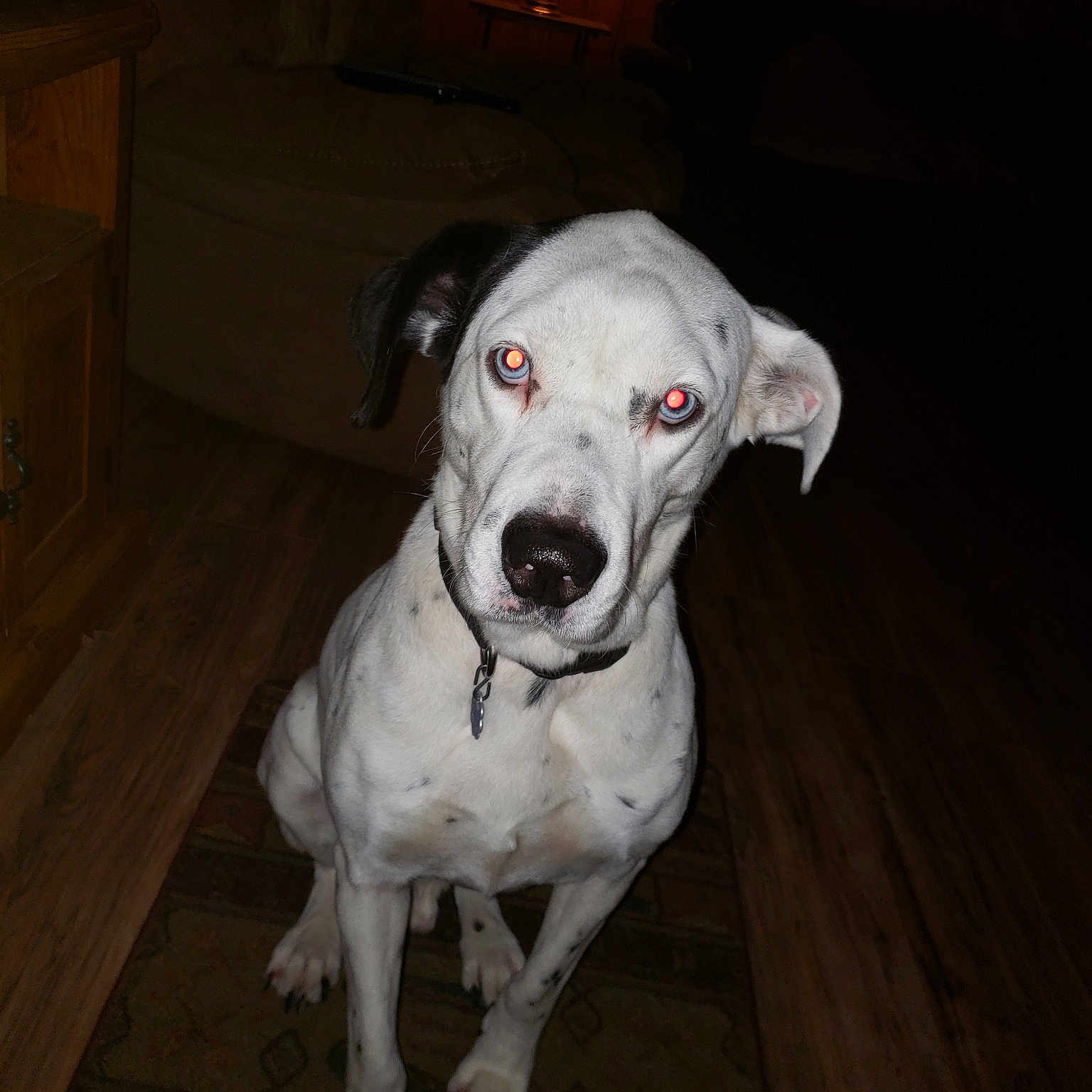 Sitka joined the competition — help win amazing prizes! bully_kutta, carnivoran, dalmatian, dog, dog_breed, dog_like_mammal, dogo_argentino, dogo_guatemalteco, great_dane, gull_dong, non_sporting_group, snout