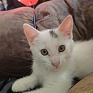 Whiskers is registered to the contest to win money with this photo: animal, blue_eyes, cat, close_up, companionship, couch, home, indoors, kitten, lying_down, pet, pink_nose, pointed_ears, portrait, red_fan, relaxed, soft_fur, striped_marking, whiskers, white_fur