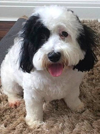 Bobbie joined the competition — help win amazing prizes! canidae, carnivore, cavapoo, cockapoo, companion_dog, dog, dog_breed, havanese, kyi_leo, maltepoo, mammal, old_english_sheepdog, petit_basset_griffon_vendeen, polish_lowland_sheepdog, puppy, rare_breed_dog, shih_poo, sporting_group, tibetan_terrier, vertebrate