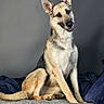 dog, german_shepherd, pet, animal, canine, sitting, bed, blanket, pillow, indoor, portrait, fur, ears, tail, friendly, curious, gray_wall, cozy, domestic, companion