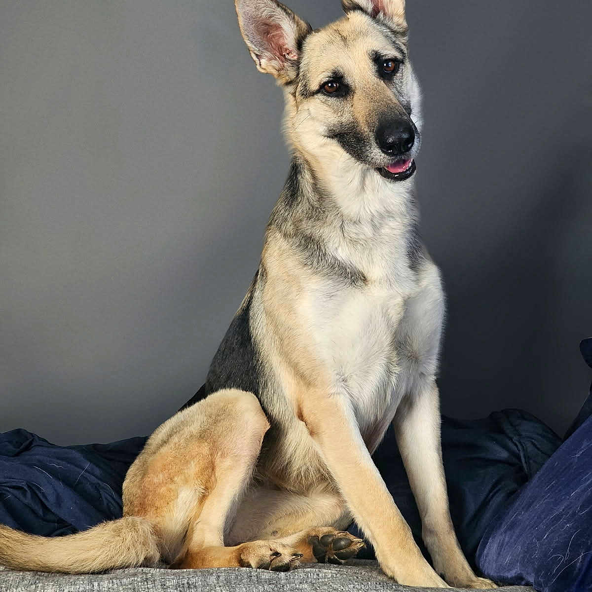 Zoe Charley joined the competition — help win amazing prizes! dog, german_shepherd, pet, animal, canine, sitting, bed, blanket, pillow, indoor, portrait, fur, ears, tail, friendly, curious, gray_wall, cozy, domestic, companion