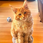Aito participe au concours pour gagner de l'argent avec cette photo : cat, ginger_cat, fluffy, scratching_post, indoor, wooden_floor, toy_ball, furniture, ears, pet, curious, sitting, closeup, cute, domestic_cat, whiskers, paws, feline, fur, animal