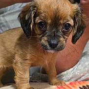 Lucy is registered to the contest to win money with this photo: adorable, animal, blanket, brown, closeup, curious, cute, dog, domestic_animal, eyes, face, fur, indoor, mammal, pet, portrait, puppy, small, whiskers, young
