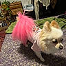 Nova Chun is registered to the contest to win money with this photo: animal, bed, bedspread, cozy, curious, decor, dog, fluffy, fur, furniture, indoor, patterned, pet, pink_shirt, pink_tail, plant, room, small_dog, standing, wicker_basket