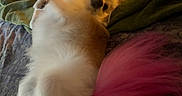 Nova Chun is registered to the contest to win money with this photo: animal, bed, blanket, canine, companion, cozy, cute, cute_pet, dog, domestic, fluffy, fur, green, indoor, lying_down, pet, pink_tail, relaxed, resting, sleepy