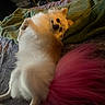 animal, bed, blanket, canine, companion, cozy, cute, cute_pet, dog, domestic, fluffy, fur, green, indoor, lying_down, pet, pink_tail, relaxed, resting, sleepy