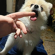 Nova Chun is registered to the contest to win money with this photo: dog, puppy, finger, tongue, playful, cute, fluffy, pet, animal, interaction, hand, collar, indoor, closeup, adorable, mammal, white_fur, small_dog, friendly, cheerful