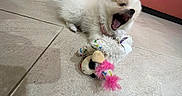 Nova Chun joined the competition — help win amazing prizes! puppy, dog, toy, stuffed_toy, yawning, playful, indoor, tile_floor, white_fur, fluffy, pet, cute, animal, collar, pink, red_wall, baseboard, small_dog, lying_down, mouth_open
