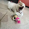puppy, dog, toy, stuffed_toy, yawning, playful, indoor, tile_floor, white_fur, fluffy, pet, cute, animal, collar, pink, red_wall, baseboard, small_dog, lying_down, mouth_open