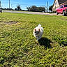 Nova Chun joined the competition — help win amazing prizes! puppy, dog, grass, outdoor, sunny, blue_sky, house, pickup_truck, pet, small_dog, fluffy, walking, daylight, shadow, yard, nature, canine, cute, animal, suburban