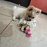 Nova Chun is registered to the contest to win money with this photo: puppy, dog, toy, stuffed_animal, floor, tile, indoor, pet, playful, cute, small_dog, fluffy, pink, colorful, animal, young, pet_toy, background, home, cozy
