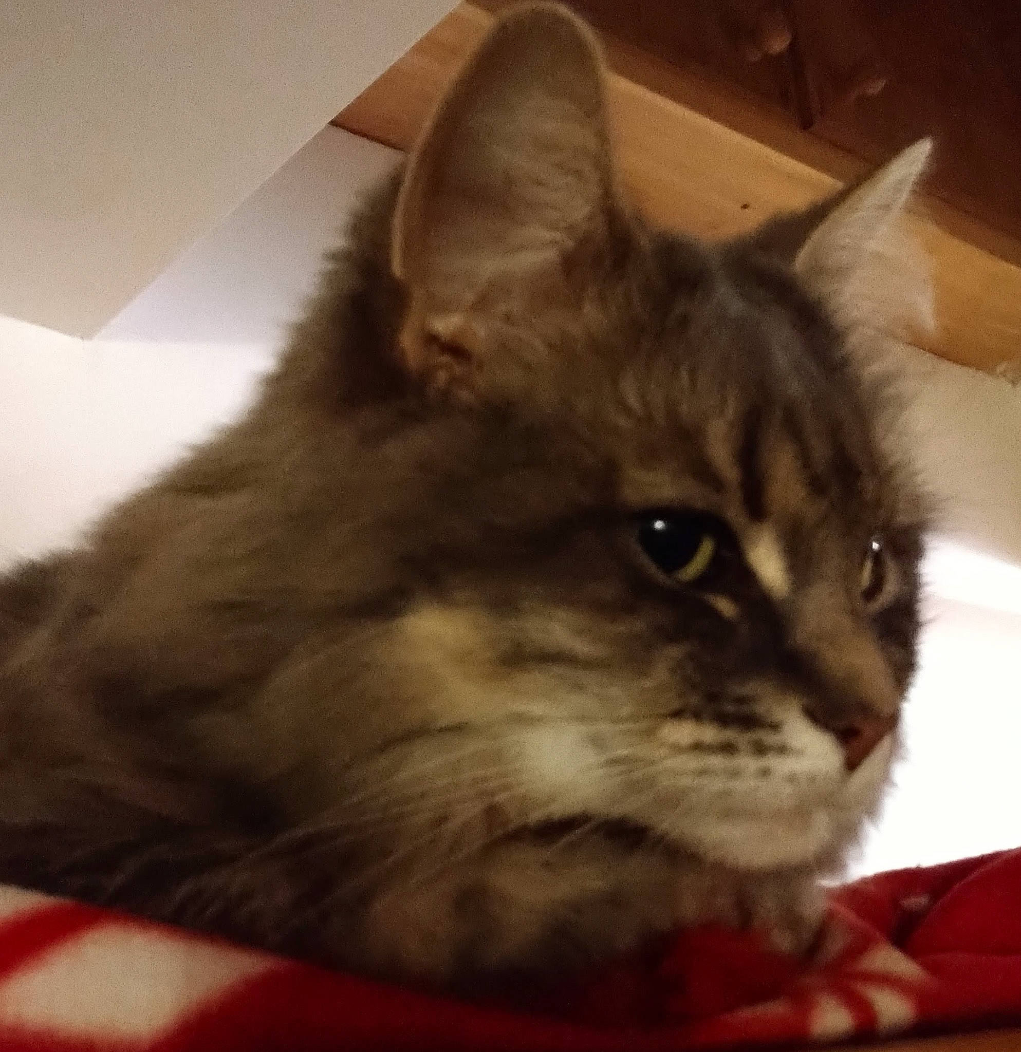 Cheeky is registered to the contest to win money with this photo: box, carnivore, cat, cat_supply, comfort, domestic_short_haired_cat, fawn, felidae, fur, iris, paw, pet_supply, small_to_medium_sized_cats, snout, tonkinese, whiskers, window