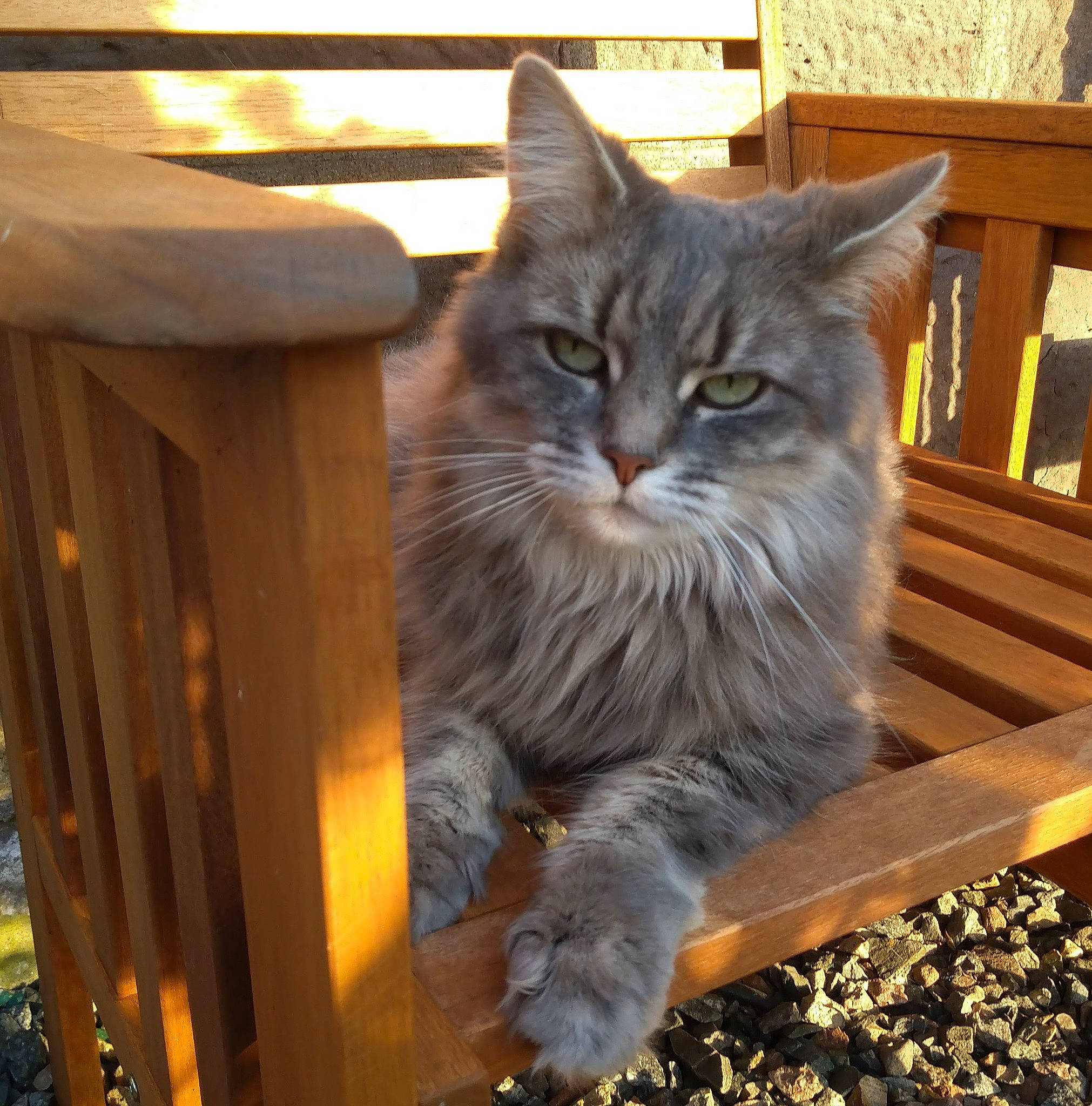 Cheeky is registered to the contest to win money with this photo: carnivore, cat, claw, domestic_short_haired_cat, door, fawn, felidae, fur, grass, hardwood, paw, small_to_medium_sized_cats, tail, terrestrial_animal, tree, whiskers, window, wood