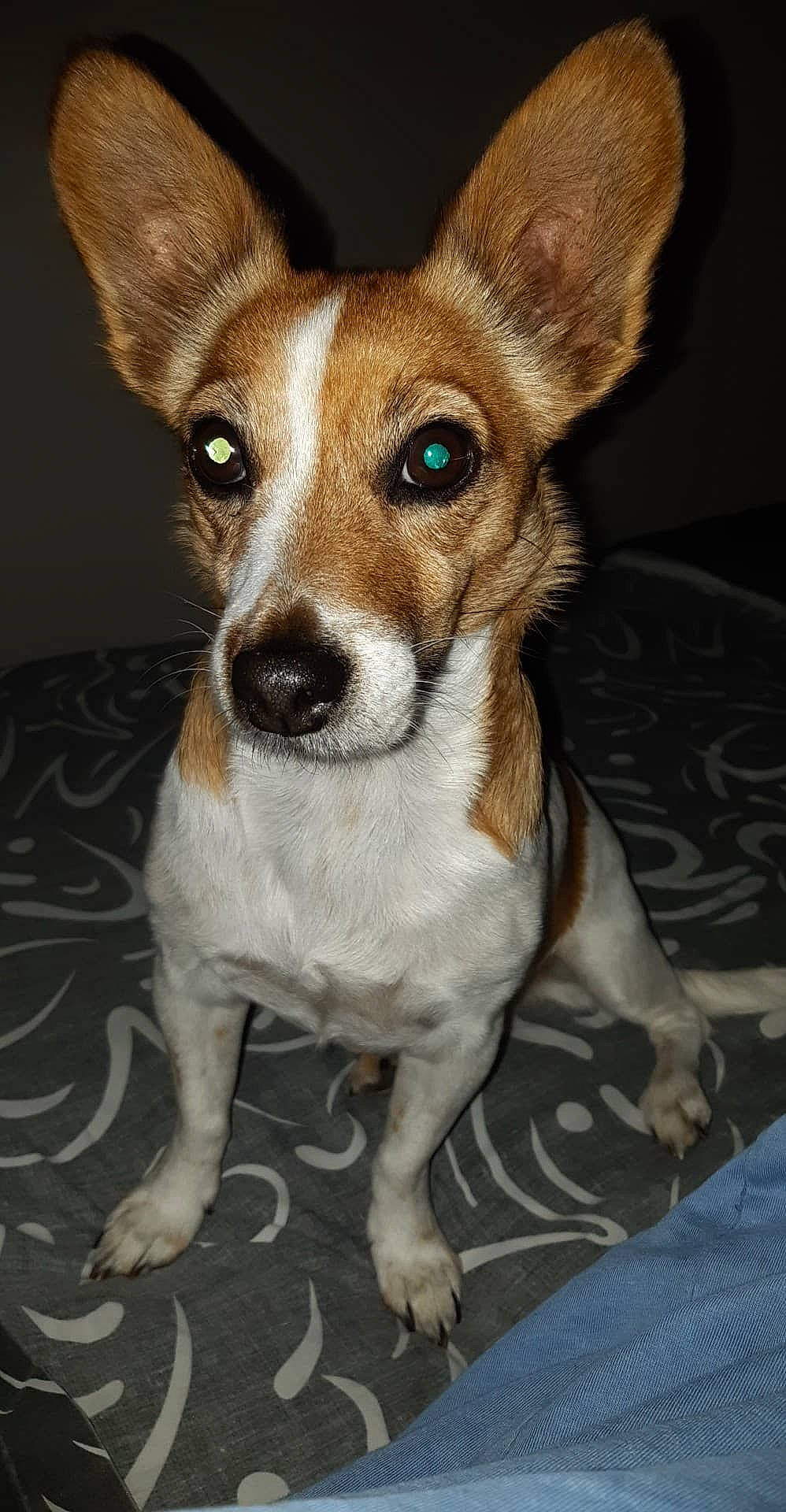 Tahise participe au concours pour gagner de l'argent avec cette photo : ancient_dog_breeds, canidae, carnivore, companion_dog, dog, dog_breed, ear, fawn, fur, snout, sporting_group, terrestrial_animal, toy_dog, whiskers, working_animal