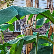 Kitty joined the competition — help win amazing prizes! cat, gray_tabby, banana_plant, green_leaves, wooden_stalk, outdoor, garden, curious, animal, pet, climbing, nature, foliage, window, brick_wall, daylight, closeup, plant, whiskers, playful