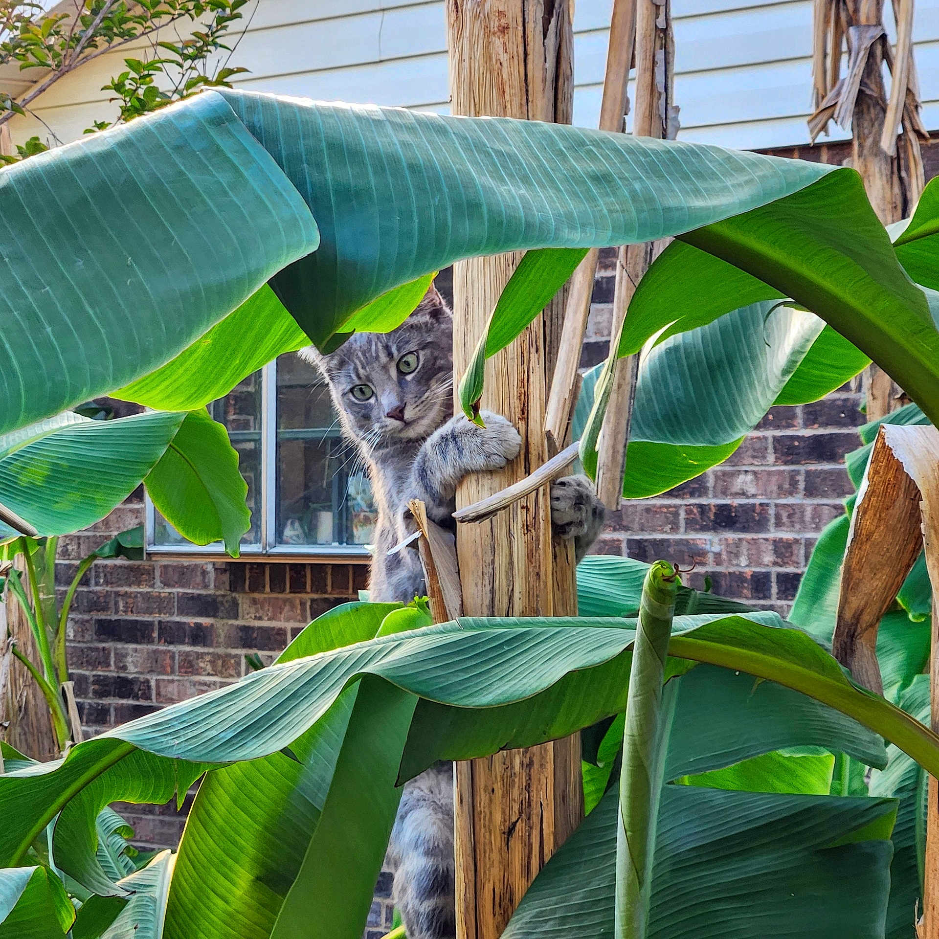 Kitty joined the competition — help win amazing prizes! animal, banana_plant, brick_wall, cat, climbing, closeup, curious, daylight, foliage, garden, gray_tabby, green_leaves, nature, outdoor, pet, plant, playful, whiskers, window, wooden_stalk