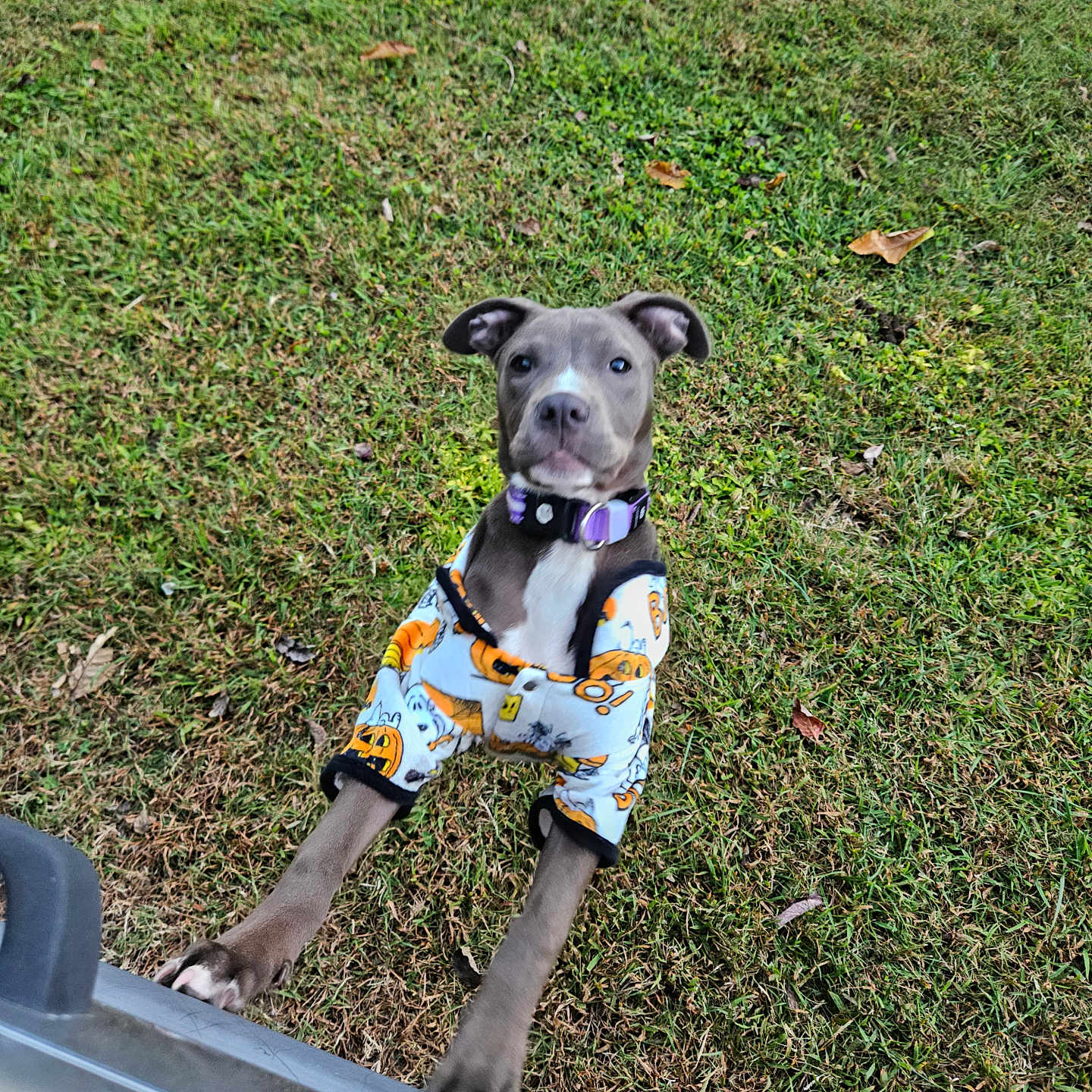 Lulu joined the competition — help win amazing prizes! accessories, alloywheel, animal, bulldog, canine, clothing, dog, grass, hound, labradorretriever, lawn, leash, pet, pitbull, plant, pointer, puppy, shorts, strap, summer