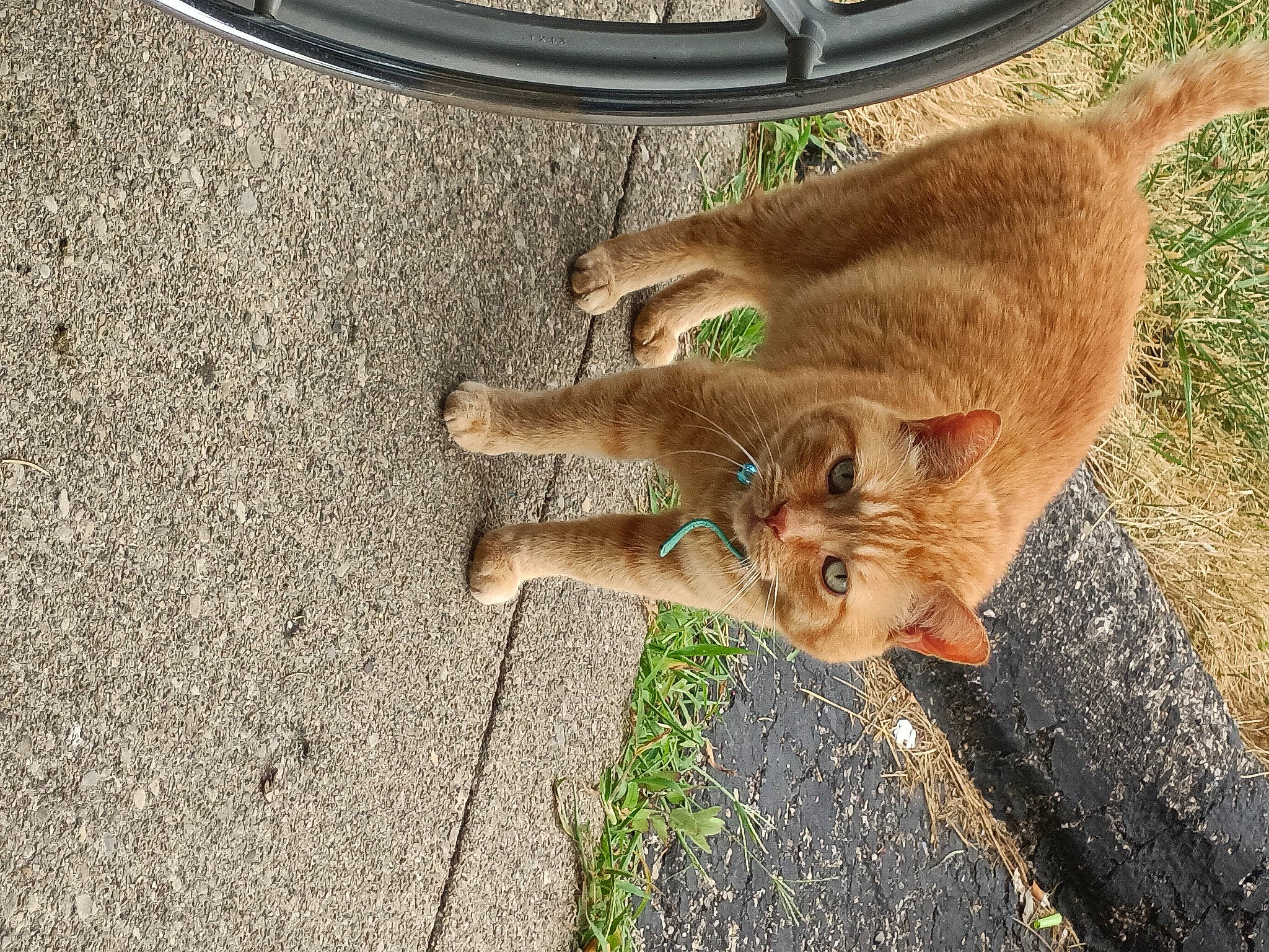 Marco joined the competition — help win amazing prizes! asphalt, automotive_tire, carnivore, cat, dog_breed, domestic_short_haired_cat, fawn, felidae, fur, grass, plant, road_surface, sidewalk, small_to_medium_sized_cats, snout, sporting_group, tail, tire, whiskers, wood