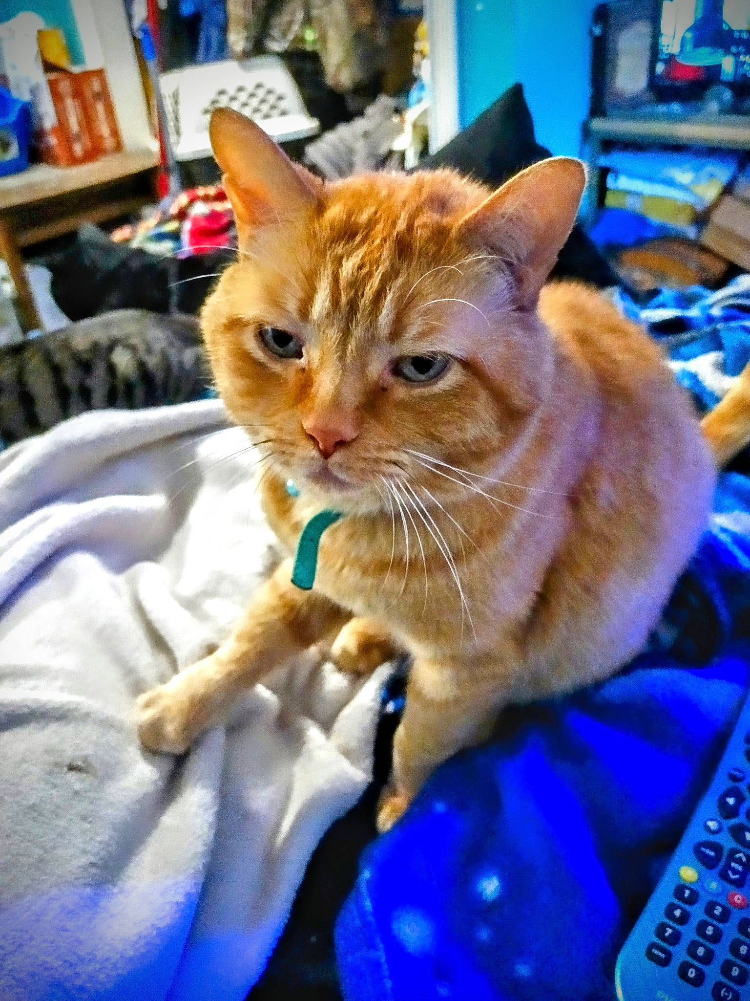 Marco joined the competition — help win amazing prizes! blue, carnivore, cat, claw, collar, comfort, domestic_short_haired_cat, electric_blue, fawn, felidae, fur, input_device, paw, picture_frame, sitting, small_to_medium_sized_cats, snout, tail, thai, whiskers