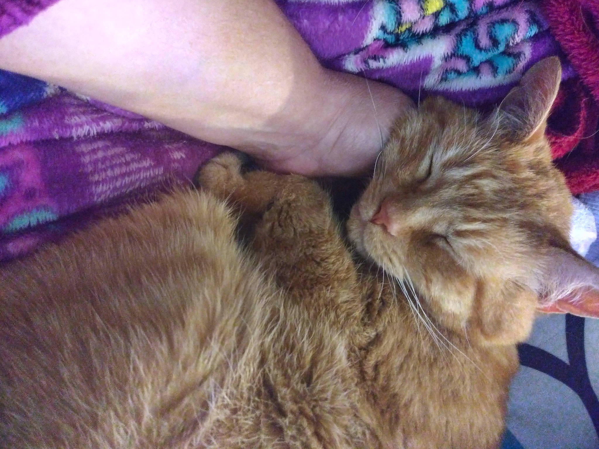 Marco is registered to the contest to win money with this photo: carnivore, cat, claw, comfort, domestic_short_haired_cat, ear, fawn, felidae, fur, gesture, human_leg, lap, magenta, nail, pattern, paw, small_to_medium_sized_cats, tail, textile, whiskers