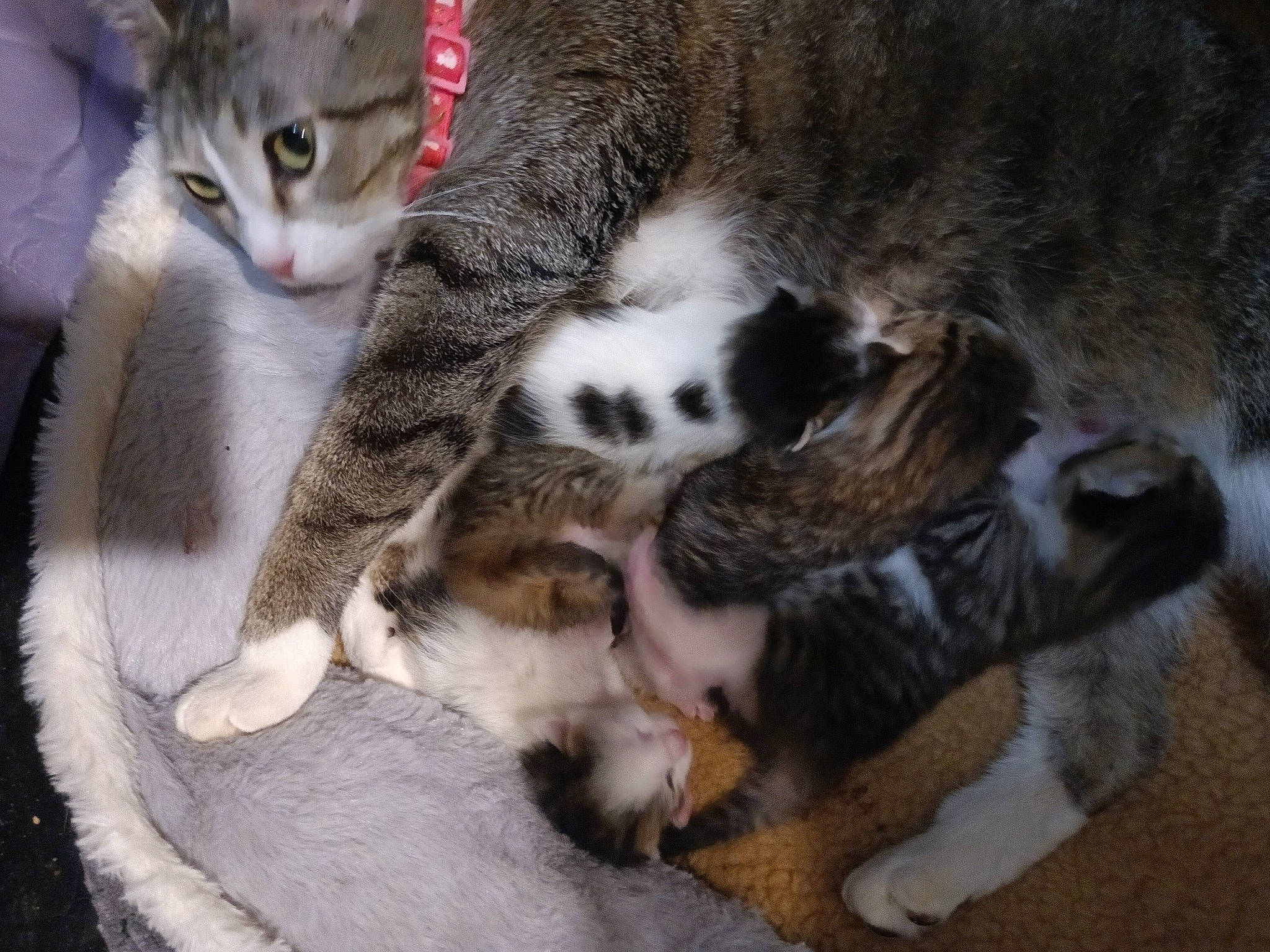 Bella is registered to the contest to win money with this photo: carnivore, cat, claw, comfort, dog_breed, domestic_short_haired_cat, felidae, fur, mammal, paw, small_to_medium_sized_cats, snout, tail, terrestrial_animal, vertebrate, whiskers