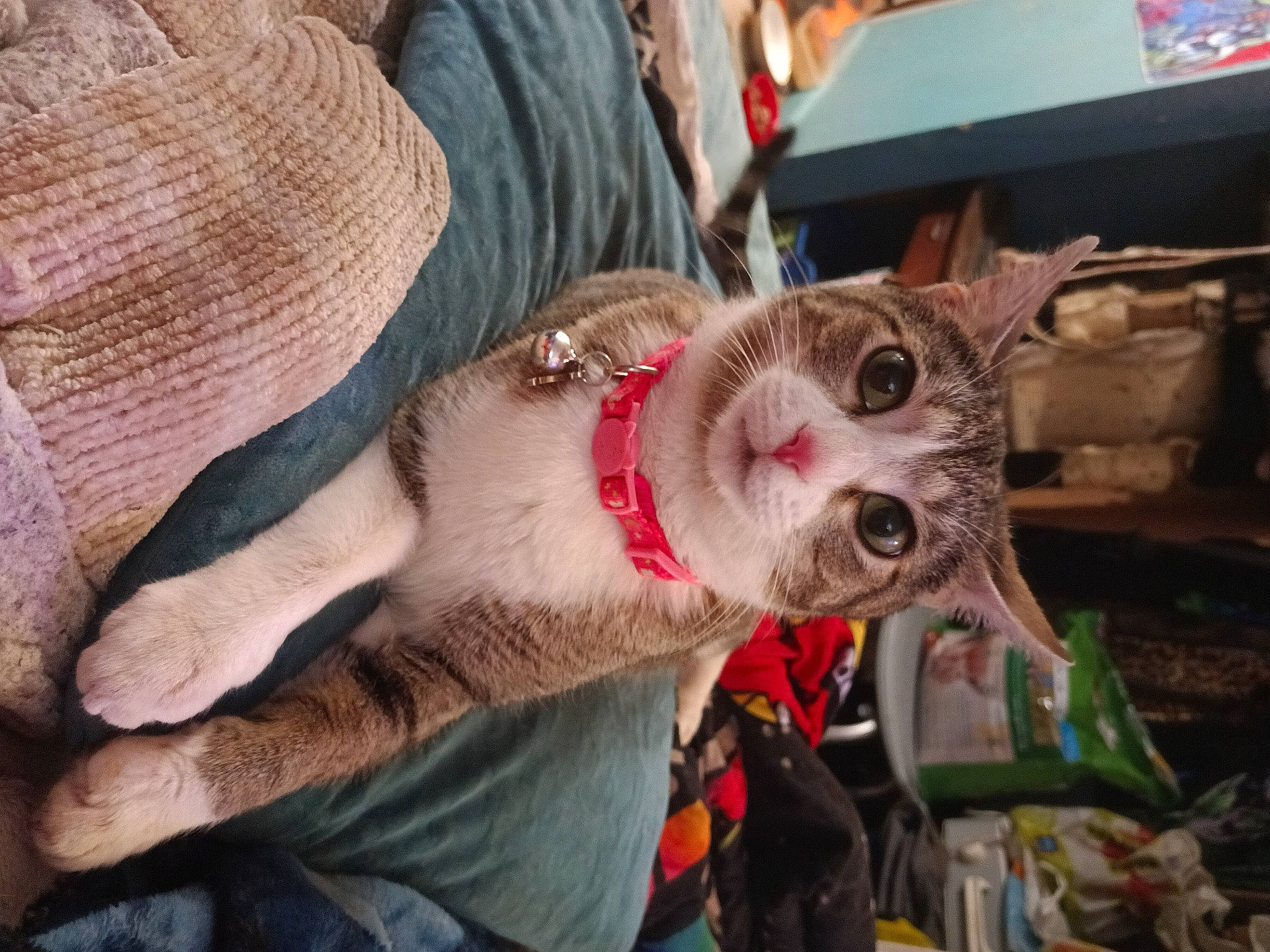 Bella joined the competition — help win amazing prizes! box, canidae, carnivore, cat, claw, collar, dog_breed, domestic_short_haired_cat, fang, fawn, felidae, fur, paw, small_to_medium_sized_cats, snout, sporting_group, tail, tree, whiskers, wildlife