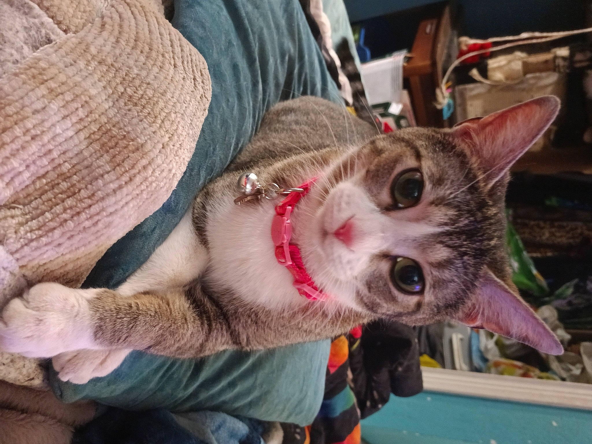 Bella is registered to the contest to win money with this photo: canidae, carnivore, cat, claw, collar, domestic_short_haired_cat, fang, fawn, felidae, fur, paw, small_to_medium_sized_cats, snout, tail, whiskers