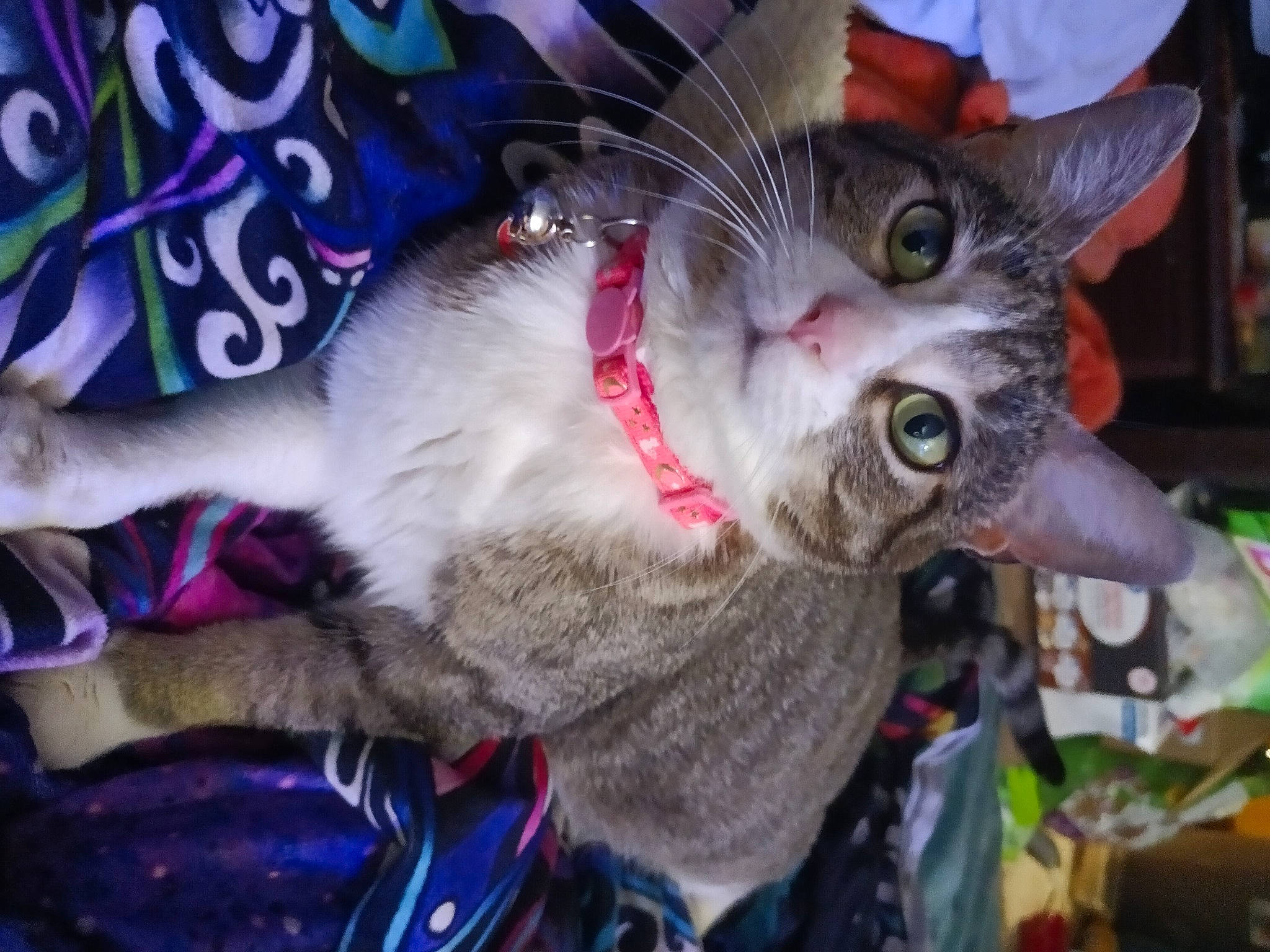 Bella is registered to the contest to win money with this photo: carnivore, cat, collar, domestic_short_haired_cat, event, felidae, fur, paw, small_to_medium_sized_cats, snout, tail, tree, whiskers