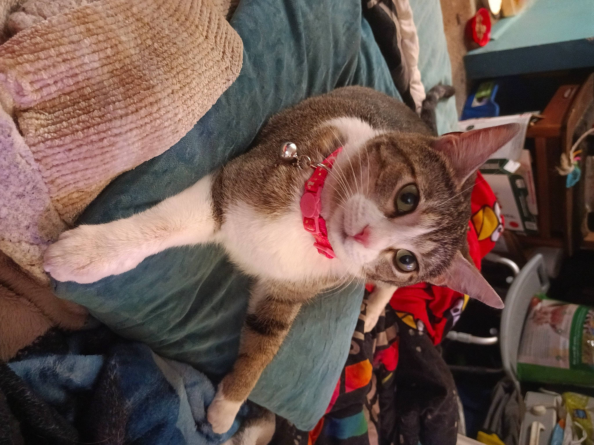 Bella is registered to the contest to win money with this photo: canidae, carnivore, cat, chair, collar, domestic_short_haired_cat, fawn, felidae, fur, leash, small_to_medium_sized_cats, snout, sporting_group, tail, tree, whiskers