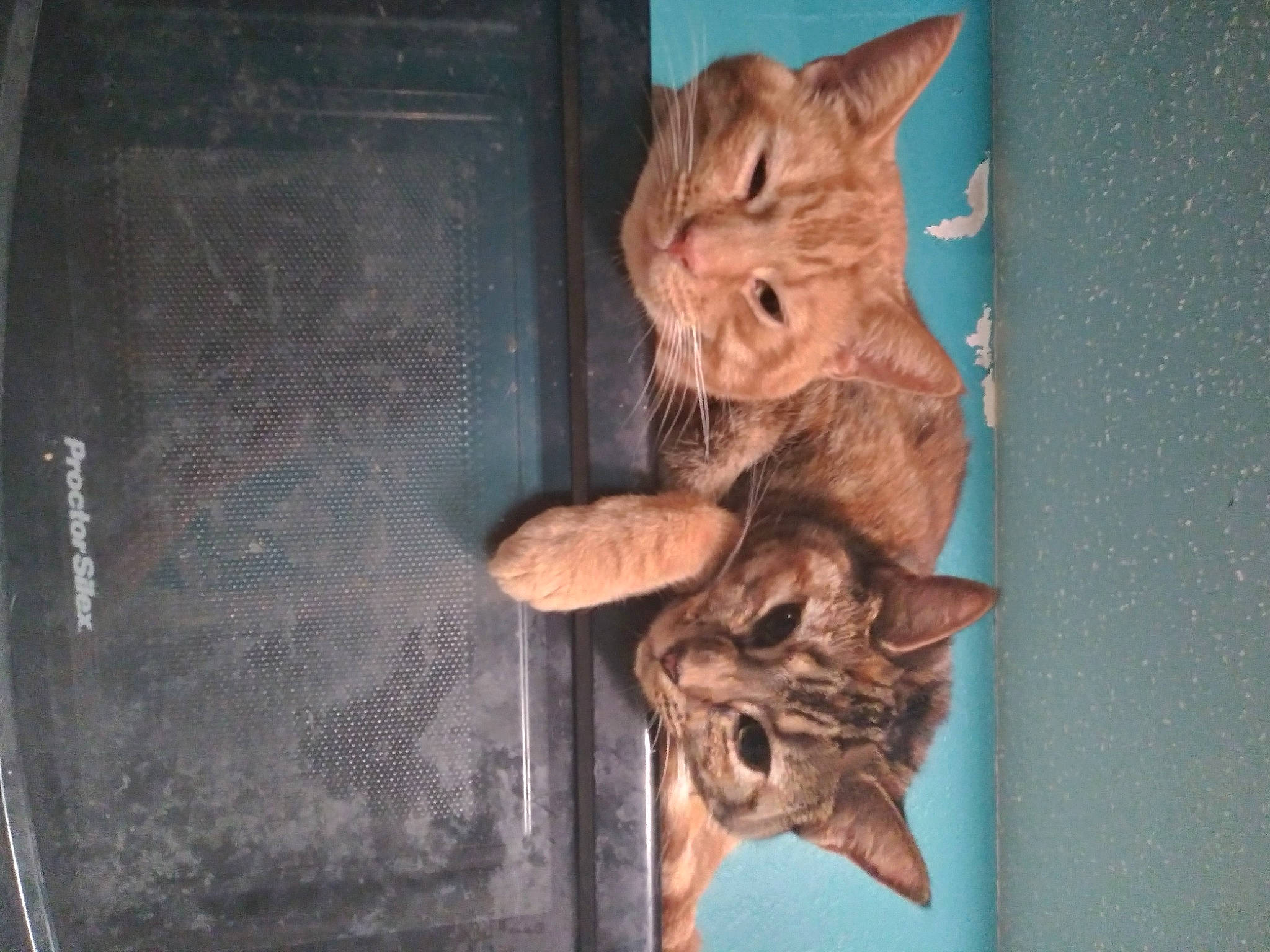 Callie is registered to the contest to win money with this photo: carnivore, cat, claw, domestic_short_haired_cat, door, fawn, felidae, fur, plant, small_to_medium_sized_cats, snout, tail, whiskers, window, wood