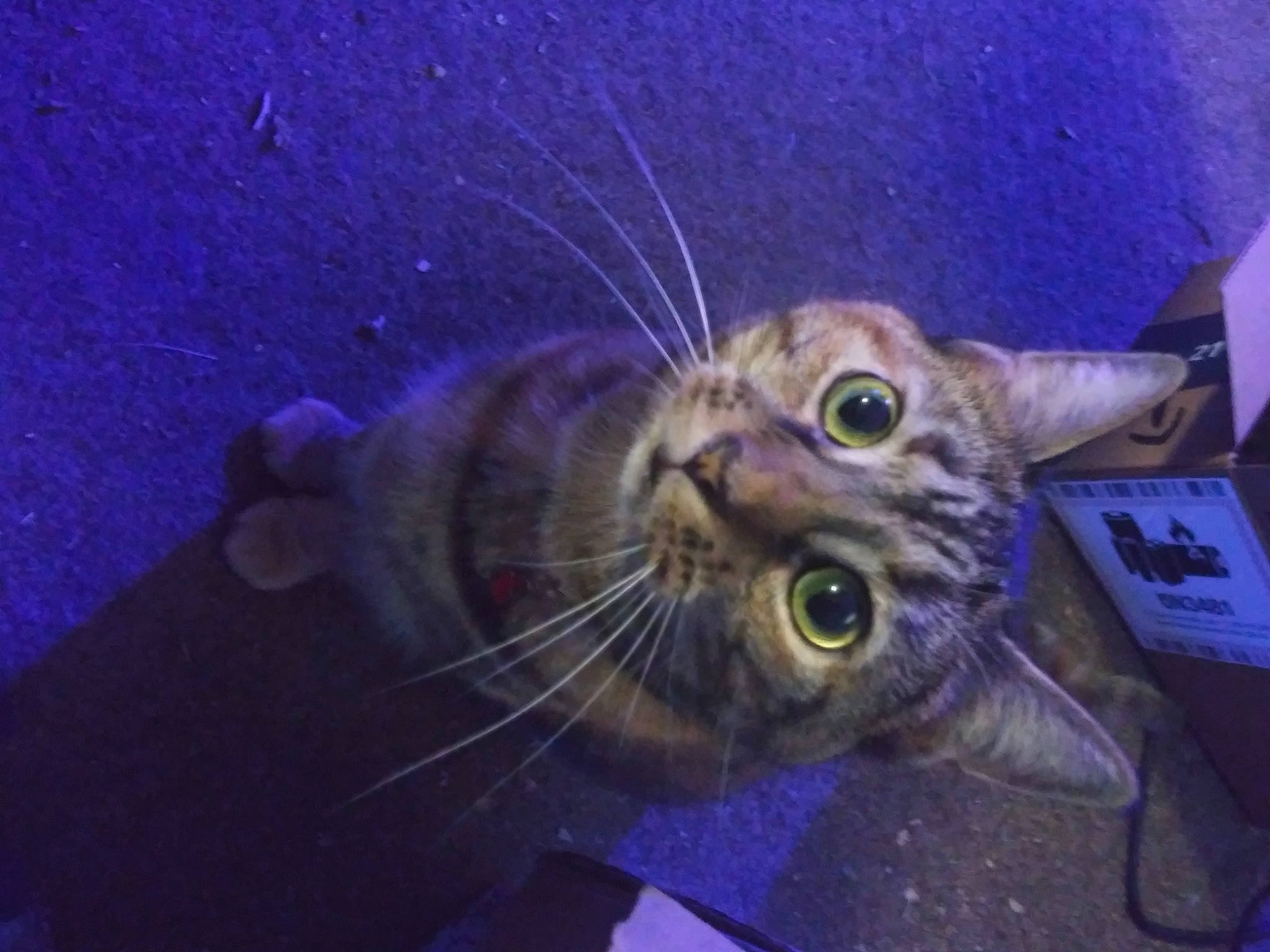 Callie joined the competition — help win amazing prizes! carnivore, cat, claw, domestic_short_haired_cat, electric_blue, felidae, fur, grass, jaw, night, paw, plant, purple, small_to_medium_sized_cats, snout, terrestrial_animal, whiskers, wildlife