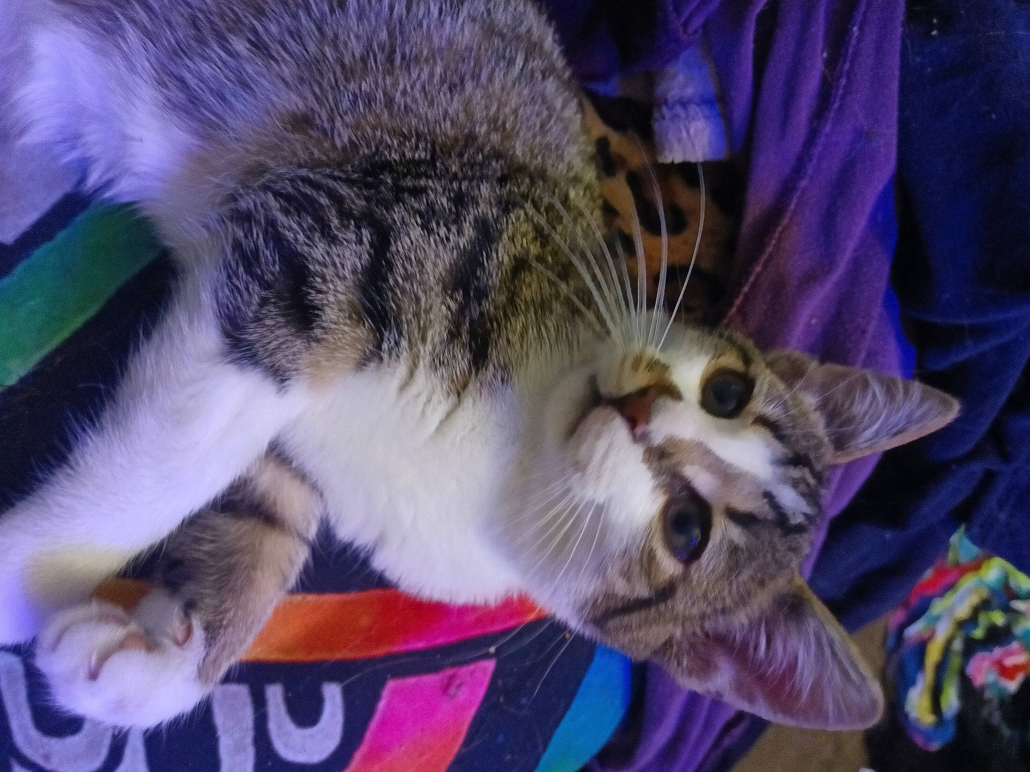 Frisky Napoleon joined the competition — help win amazing prizes! carnivore, cat, cat_supply, claw, domestic_short_haired_cat, fang, felidae, fur, nap, paw, sleep, small_to_medium_sized_cats, snout, tail, whiskers, wildlife