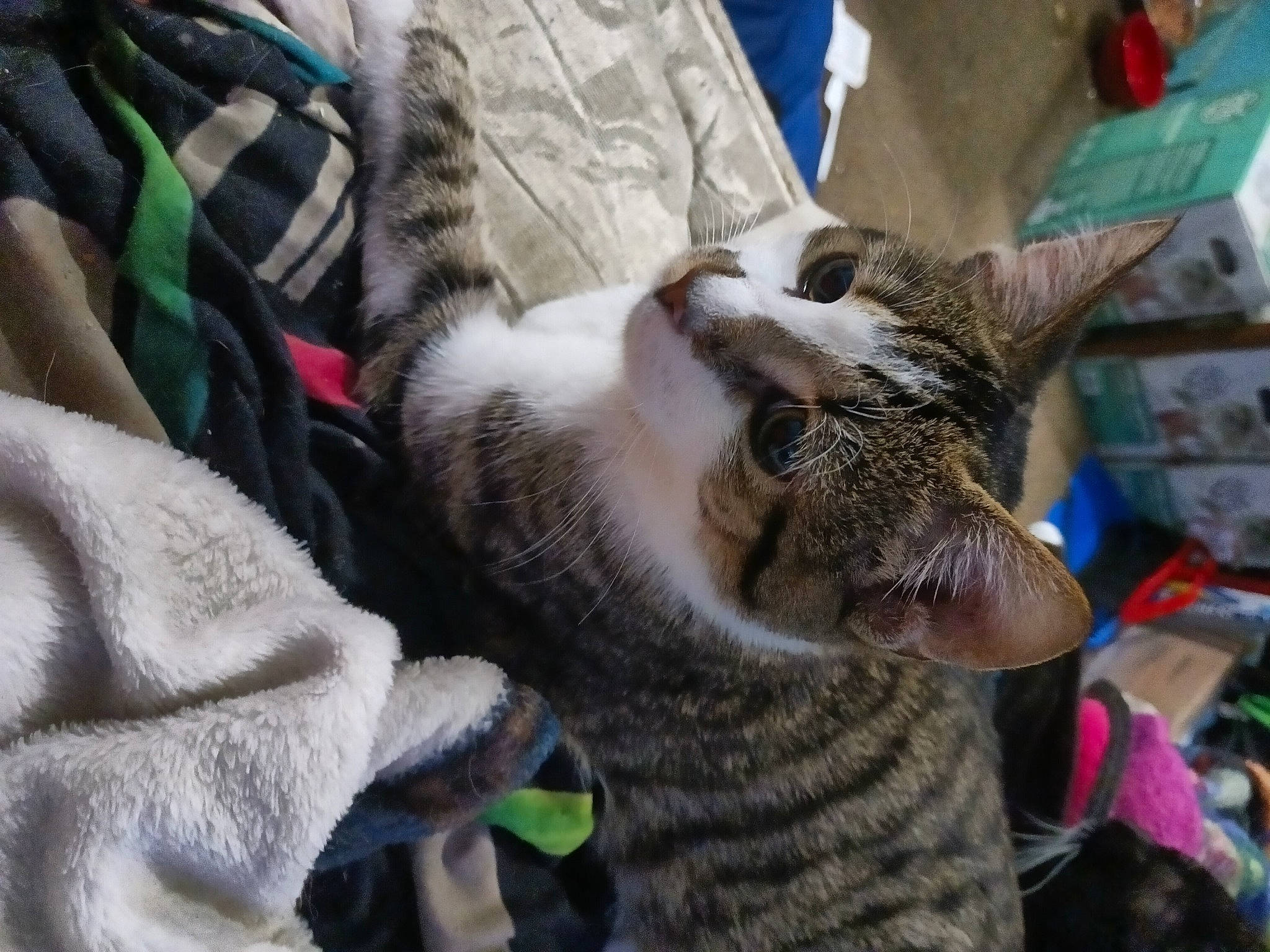 Frisky Napoleon is registered to the contest to win money with this photo: carnivore, cat, claw, comfort, domestic_short_haired_cat, fawn, felidae, fur, grass, nap, paw, small_to_medium_sized_cats, snout, tail, terrestrial_animal, whiskers, wildlife