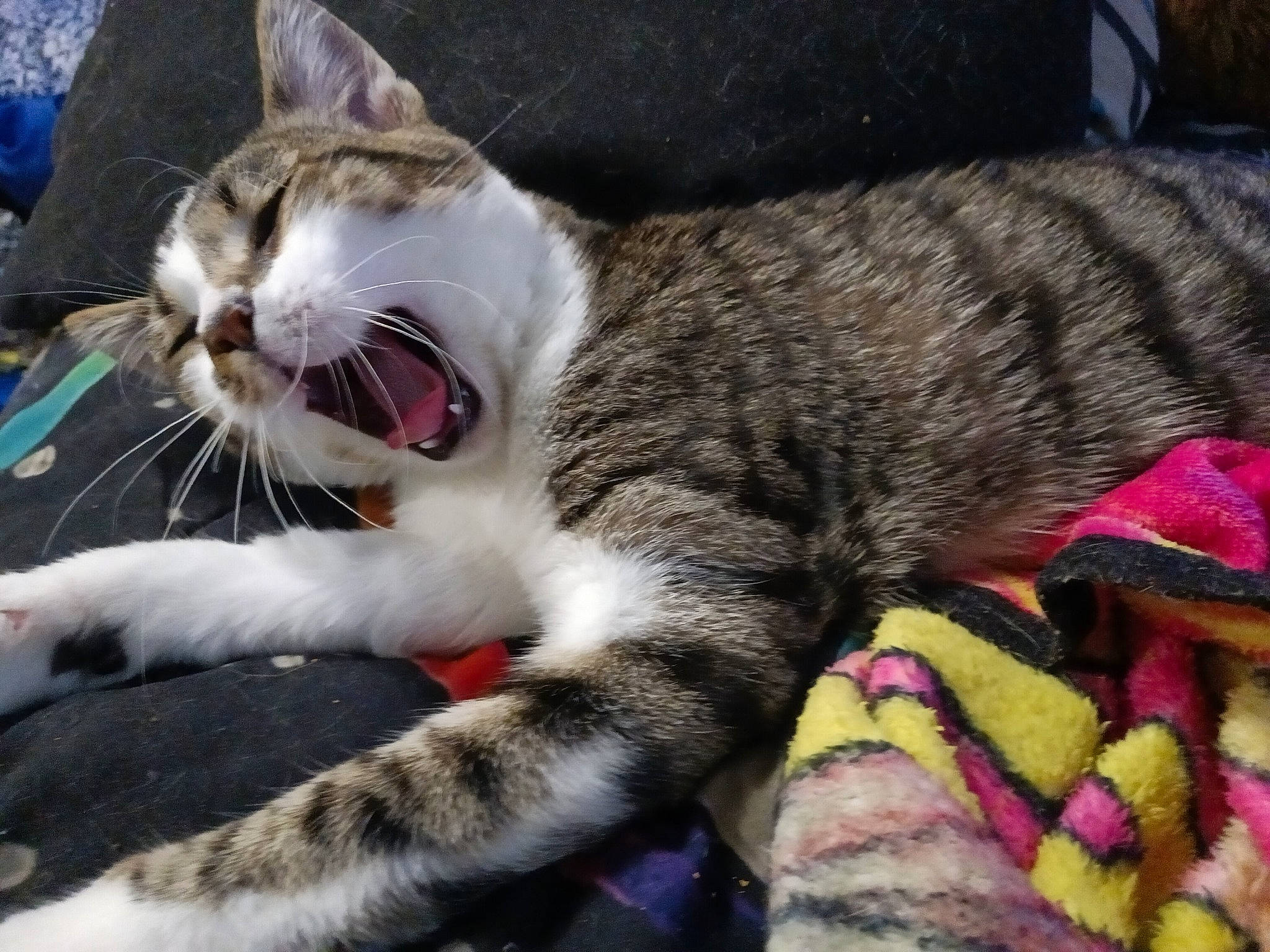 Frisky Napoleon is registered to the contest to win money with this photo: carnivore, cat, claw, collar, comfort, domestic_short_haired_cat, fang, felidae, fur, grass, nap, paw, small_to_medium_sized_cats, snout, tail, tree, whiskers, yawn