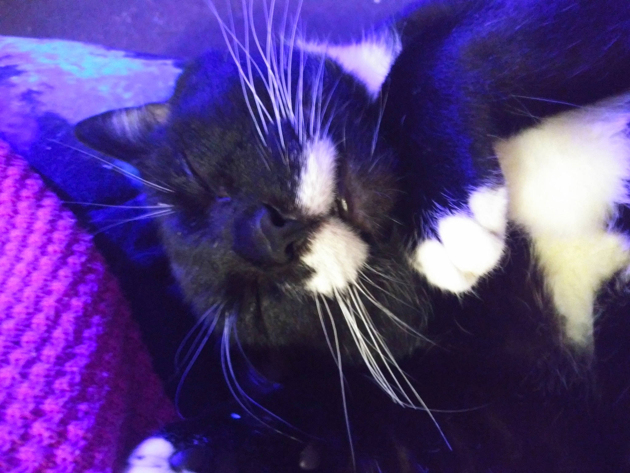 Oreo is registered to the contest to win money with this photo: black_cat, blue, carnivore, cat, felidae, fur, kitten, organism, purple, sky, small_to_medium_sized_cats, snout, tail, whiskers
