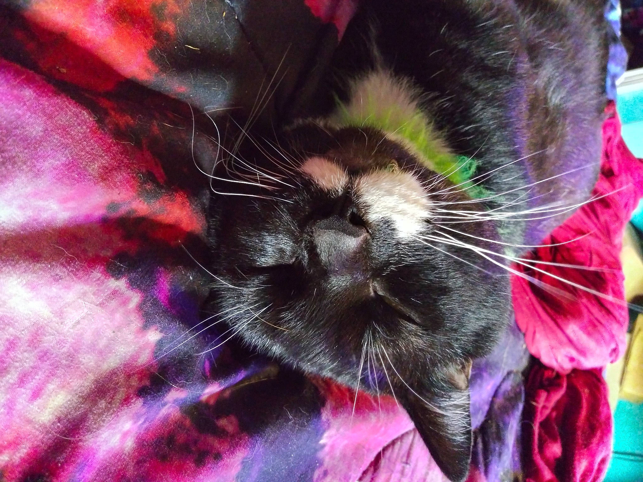 Oreo is registered to the contest to win money with this photo: carnivore, cat, close_up, felidae, fur, kitten, magenta, organism, pink, plant, purple, small_to_medium_sized_cats, snout, textile, whiskers