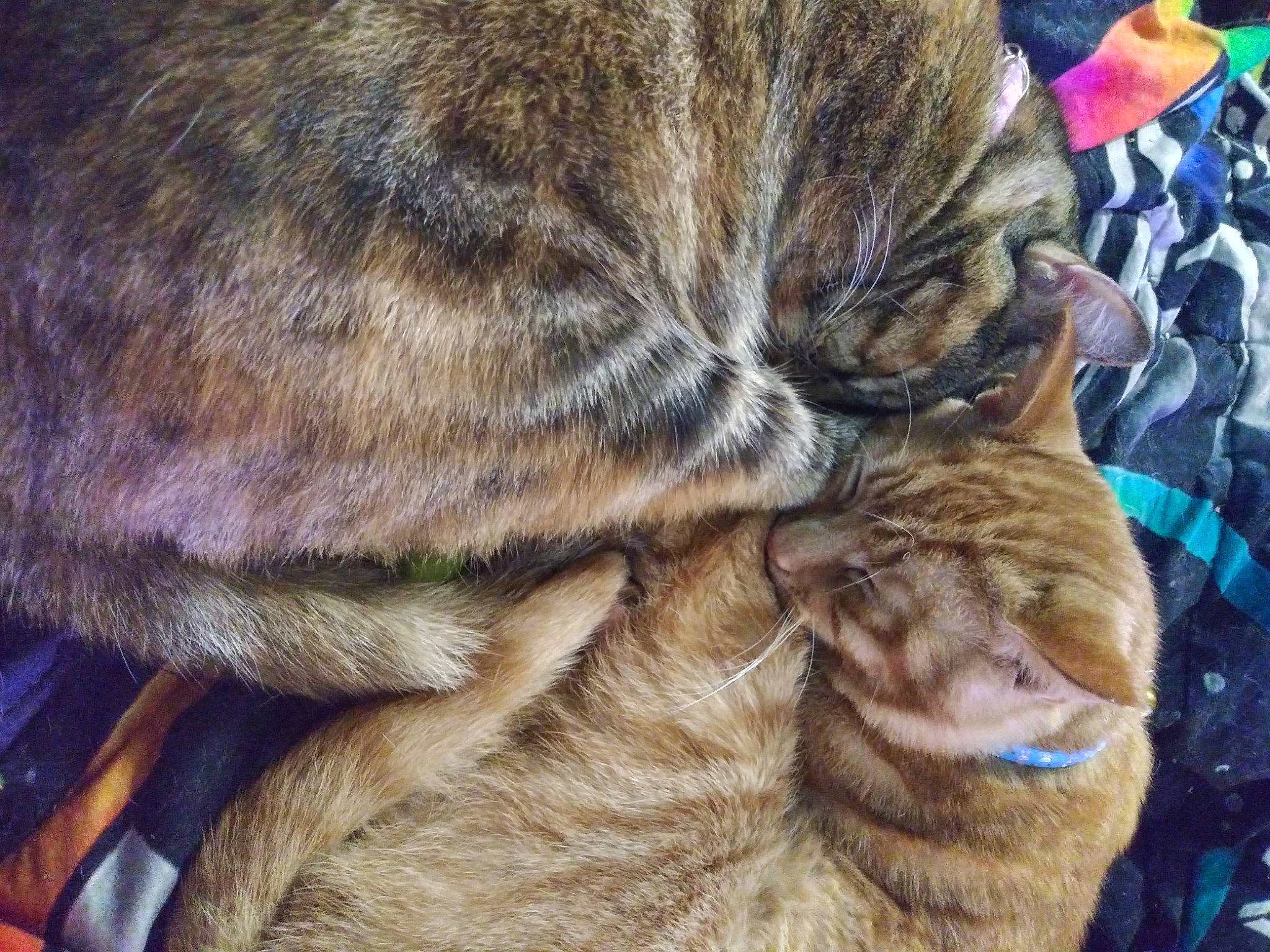 Squirt is registered to the contest to win money with this photo: canidae, carnivore, cat, claw, comfort, dog_breed, domestic_short_haired_cat, fawn, felidae, fur, nap, paw, small_to_medium_sized_cats, snout, sporting_group, tail, terrestrial_animal, vertebrate, whiskers, wrinkle